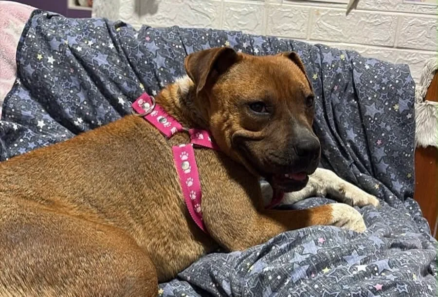 Comodoro Conciencia Activa busca tránsito o adopción para Moka