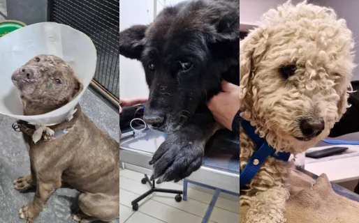 Rescatistas de Comodoro Rivadavia piden ayuda por una deuda veterinaria de más de 2,3 millones de pesos