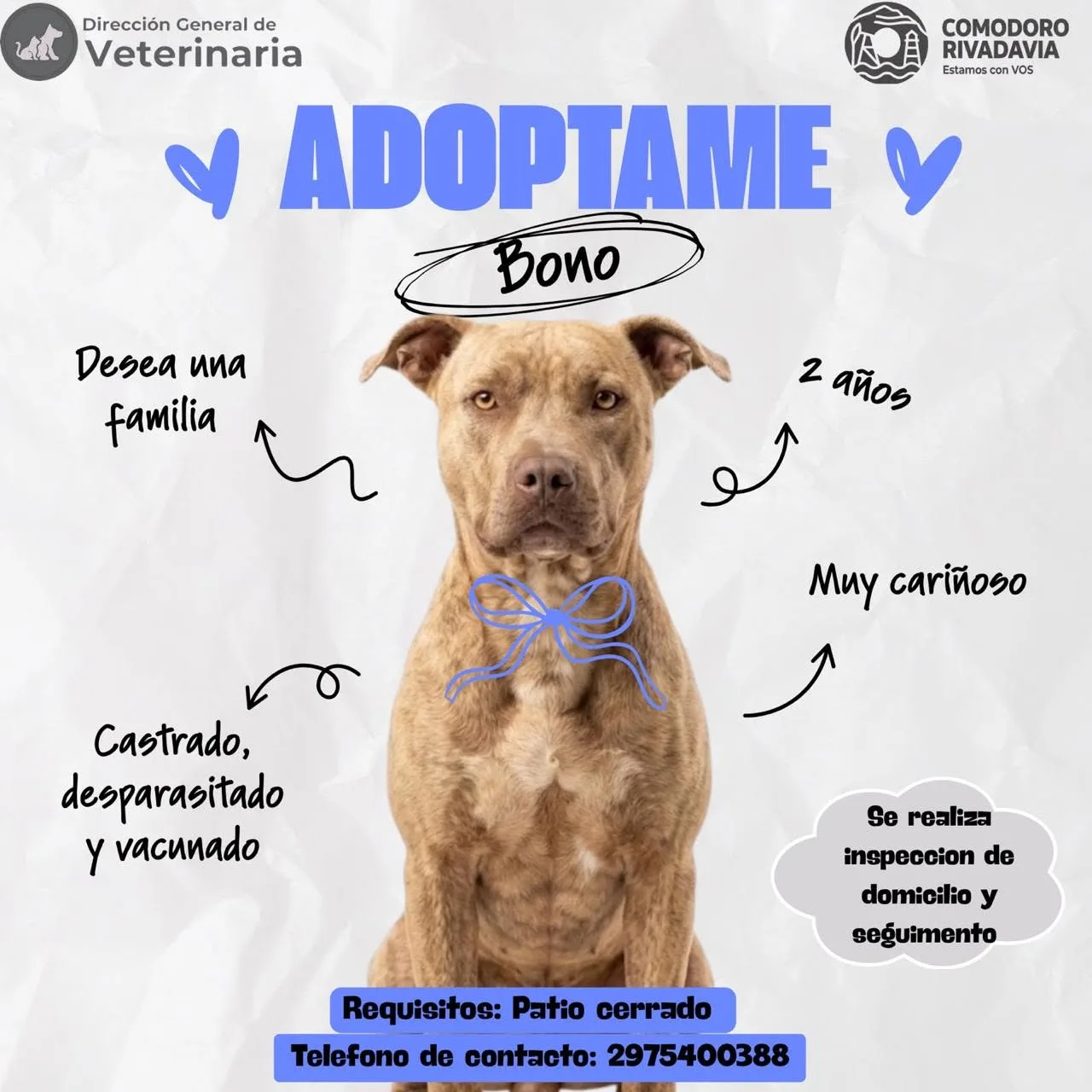 El centro de salud animal de Comodoro convoca a adoptar perros