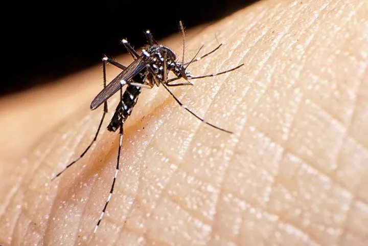 Alerta por el avance del mosquito del dengue hacia el sur